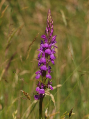Dactylorhiza elata