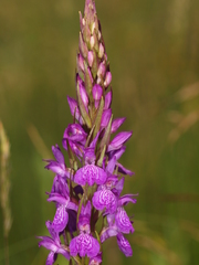 Dactylorhiza elata