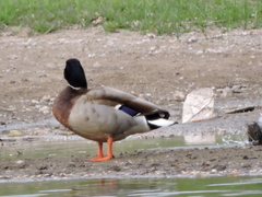 Anas platyrhynchos