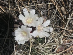 Lewisia brachycalyx