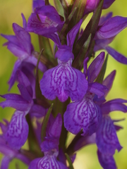 Dactylorhiza elata