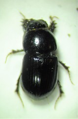 Calamosternus granarius