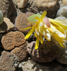 Lithops