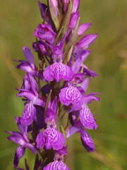 Dactylorhiza elata