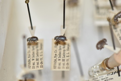 Miloderes mercuryensis