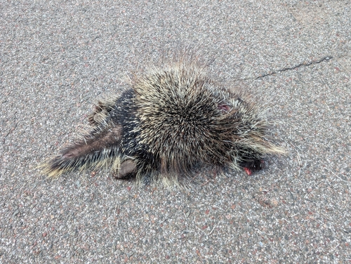 North American Porcupine