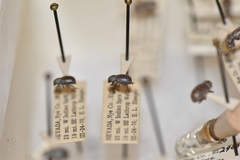 Miloderes mercuryensis