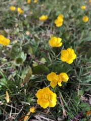 Ranunculus auricomus