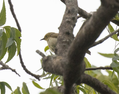 Yellow-tinted Honeyeater (Ptilotula flavescens), photo 2