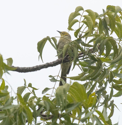 Yellow-tinted Honeyeater (Ptilotula flavescens), photo 3