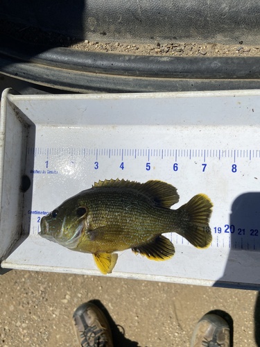 Green Sunfish