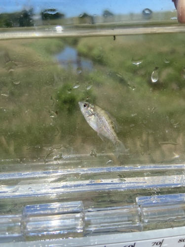 Orangespotted Sunfish