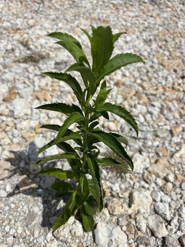 Capraria biflora, photograph 3