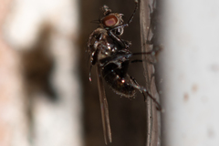 Sphaeroceroidea