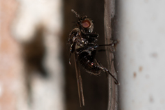 Sphaeroceroidea