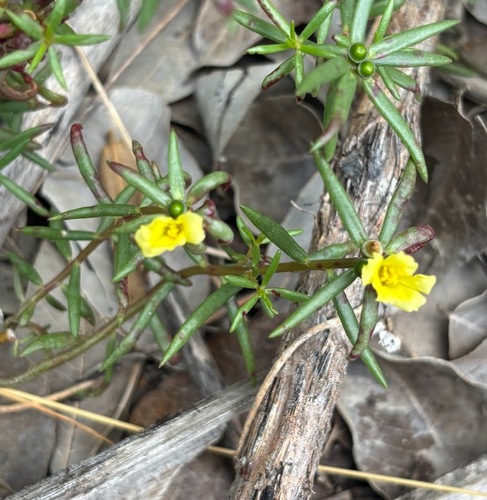 Portulaca rubricaulis, photograph 1