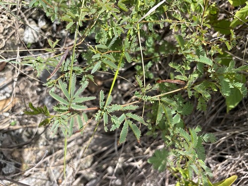 Desmanthus virgatus, photograph 1