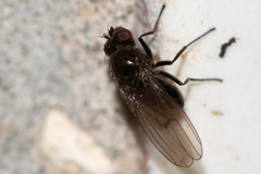 Sphaeroceroidea