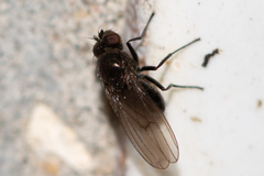 Sphaeroceroidea