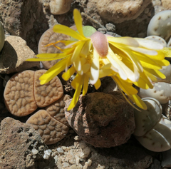 Lithops