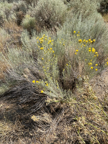 Rubber Rabbitbrush