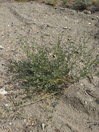 Alfalfa