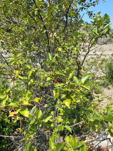 chokecherry