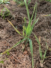Iris verna