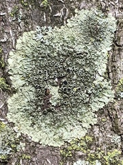 Hyperphyscia syncolla