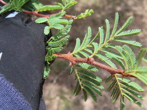 Vachellia schaffneri, photograph 6