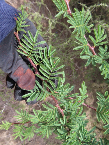 Vachellia schaffneri, photograph 5