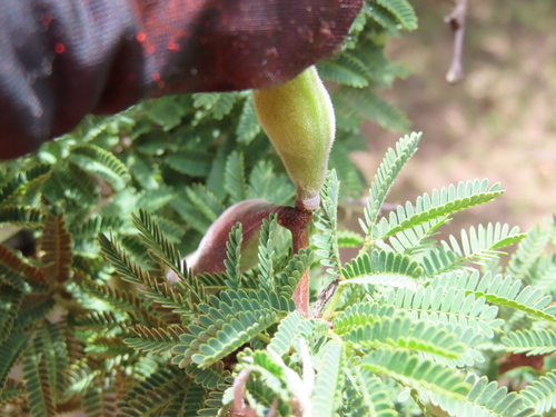 Vachellia schaffneri, photograph 4