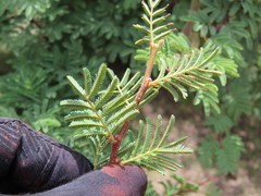 (c) Ulises Pinedo, some rights reserved (CC BY) Vachellia schaffneri, photograph (c) Ulises Pinedo, some rights reserved (CC BY)