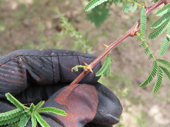 (c) Ulises Pinedo, some rights reserved (CC BY) Vachellia schaffneri, photograph (c) Ulises Pinedo, some rights reserved (CC BY)