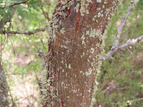 Vachellia schaffneri, photograph 3