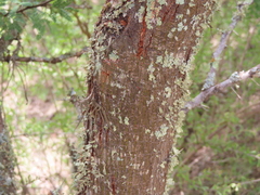 (c) Ulises Pinedo, some rights reserved (CC BY) Vachellia schaffneri, photograph (c) Ulises Pinedo, some rights reserved (CC BY)