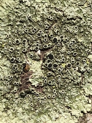 Hyperphyscia syncolla