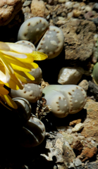 Lithops