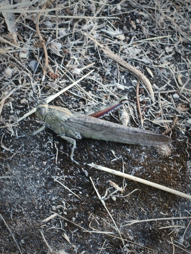 Egyptian Bird Grasshopper