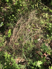 Schizachyrium rhizomatum