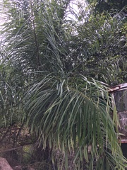 Cocoseae