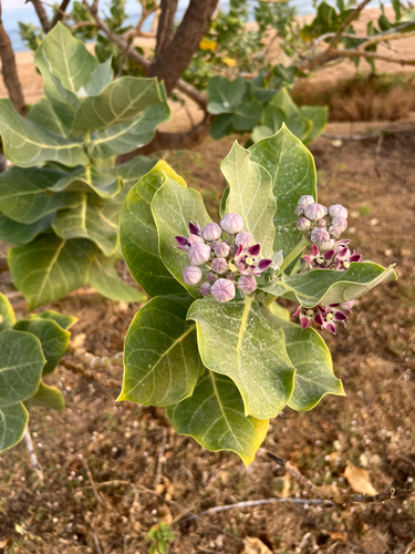 Calotropis procera observed 2026-07-12