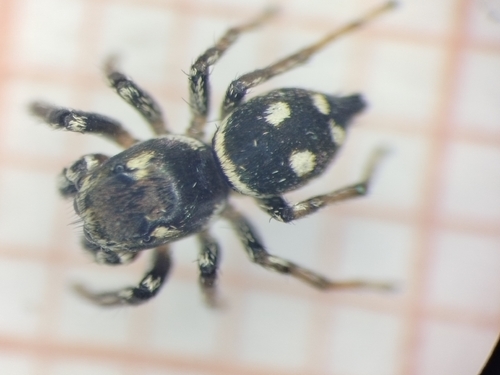 Heliophanus apiatus