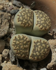 Lithops