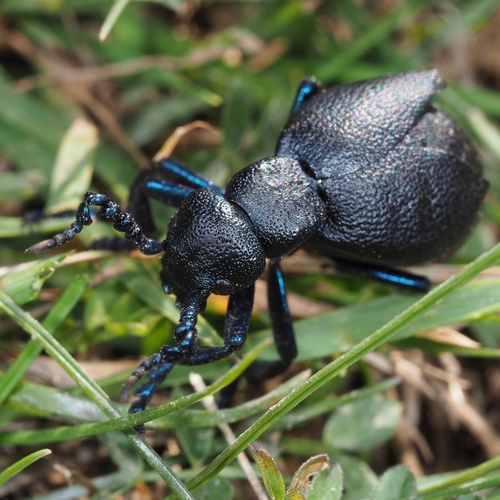 Black Oil Beetle