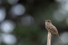 Western Wood-Pewee photo 4