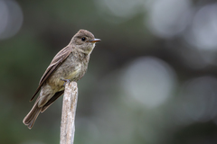 Western Wood-Pewee photo 3