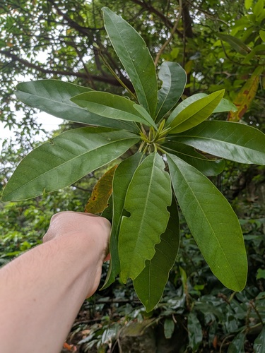 Persea indica, photograph 2