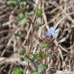 Veronica praecox