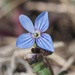 Breckland Speedwell - Photo (c) Jakob Fahr, some rights reserved (CC BY-NC), uploaded by Jakob Fahr